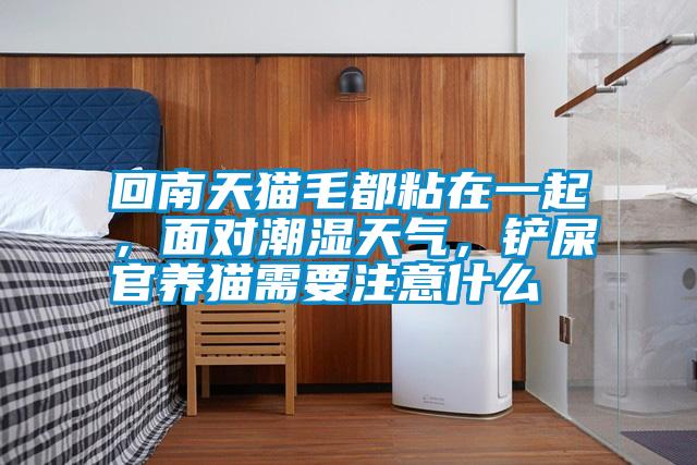 回南天貓毛都粘在一起,面對(duì)潮濕天氣,鏟屎官養(yǎng)貓需要注意什么